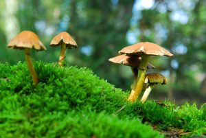 psilocybin mushrooms
