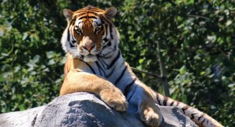 Telesna psihoterapija